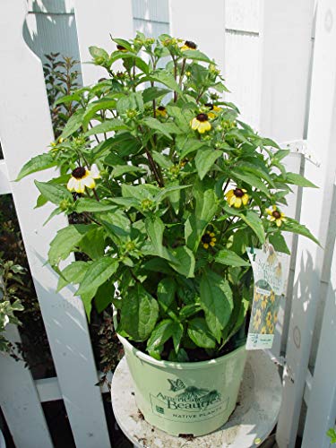 A potted Rudbeckia trilobal, also known as a Three Lobed Coneflower, with yellow flowers and green leaves.