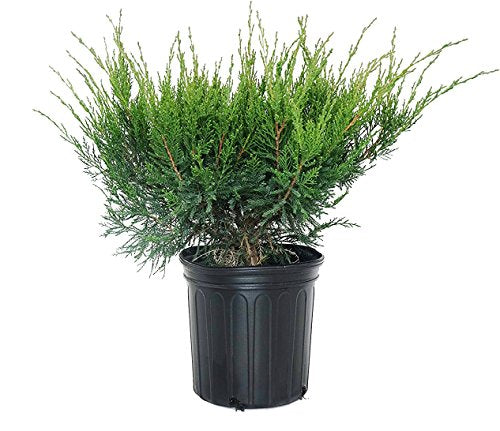 A potted Sea Green Juniper plant with attractive green foliage, presented in a black container.