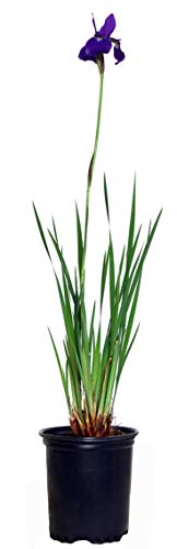 A potted Siberian Iris plant with deep purple flowers.