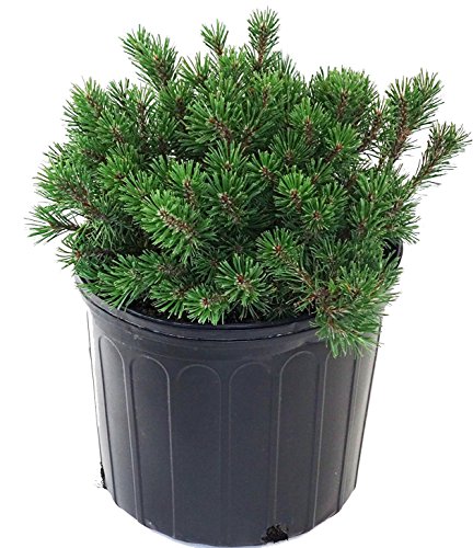 A potted Slowmound Mugo Pine with dense, green foliage.