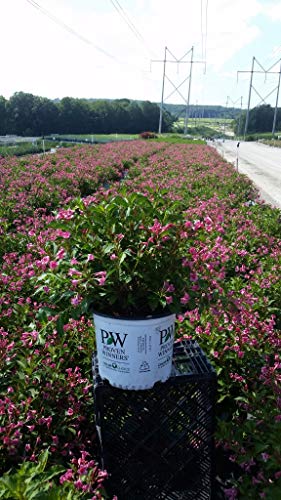 A potted Snippet Dark Pink Weigela plant with pink flowers, placed on a palette wood, ready for landscaping.