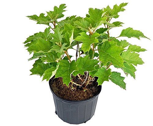 A potted Snow Queen Oakleaf Hydrangea with green, oak-like leaves.