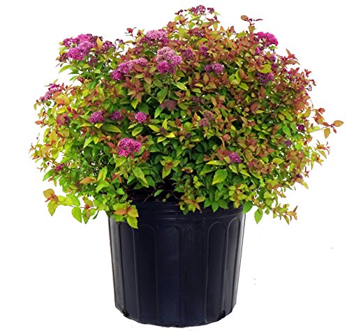 A potted Spiraea japonica 'Magic Carpet' with golden foliage and pink flowers, intended for use in a lawn and patio setting.