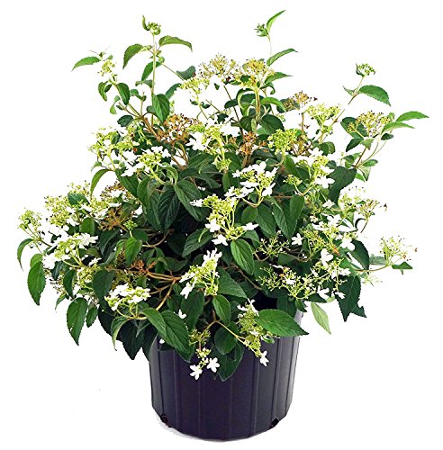 A potted Summer Snowflake Viburnum plant with green leaves and white flower clusters.