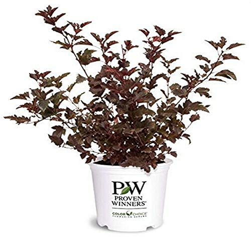 A potted 'Summer Wine' Common Ninebark with deep purple-brown foliage, labelled with the Proven Winners brand.