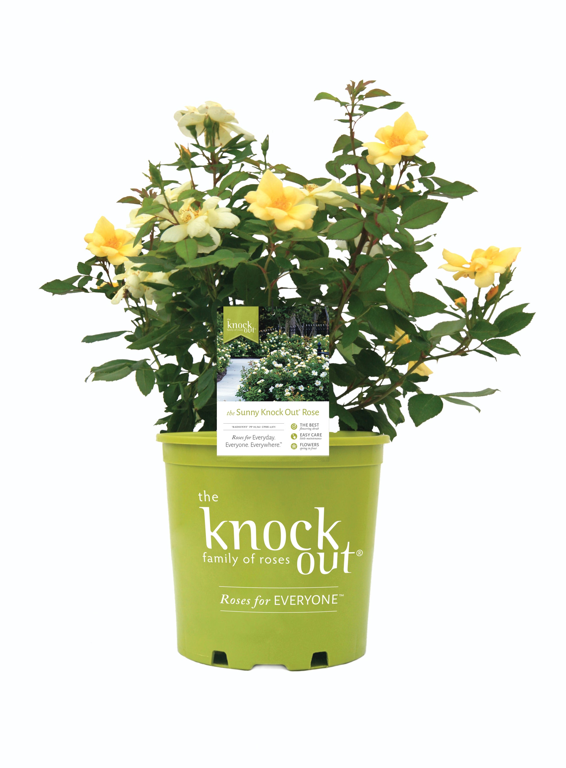 A potted Sunny Knock Out® Rose with bright yellow flowers, set against a white background.