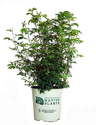 A potted Swamp Rose plant with green foliage, ready for planting.