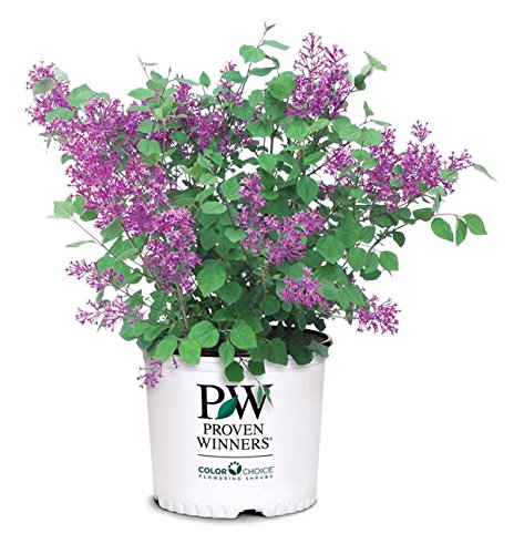 A potted Syringa X Bloomerang dark purple lilac shrub with blooms, branded by a Winners.
