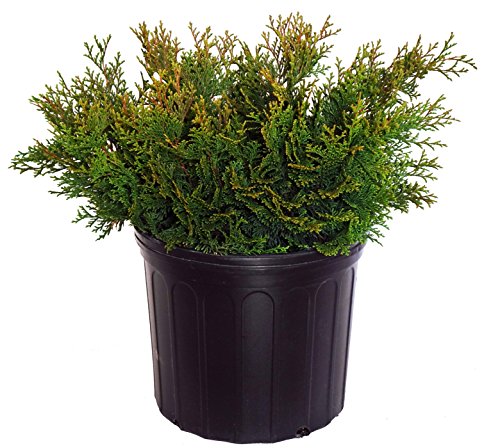 A potted Templehof Hinoki Cypress plant with deep green, fan-shaped foliage.