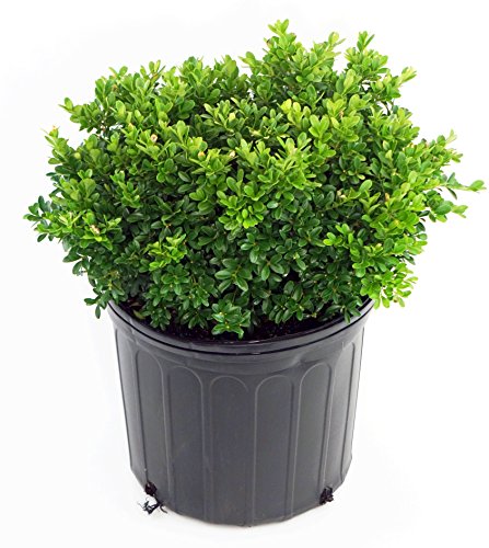 A potted Tide Hill Boxwood plant with shiny green foliage.