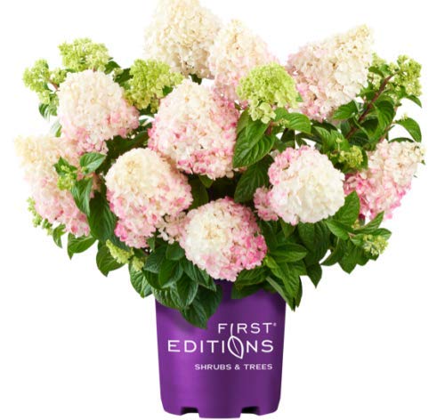 A potted Vanilla Strawberry Panicle Hydrangea with white and pink flowers, branded by First Editions.