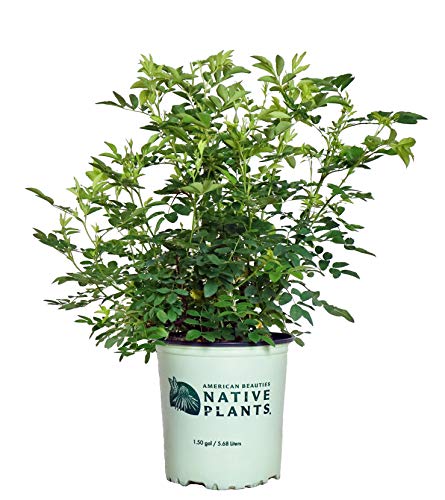 A potted Virginia rose shrub with green foliage and no flowers, labeled 'American Beauties Native Plants', against a white background.