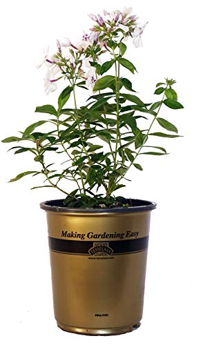 A potted Volcano Lilac Splash Garden Phlox with lavender and white flowers.
