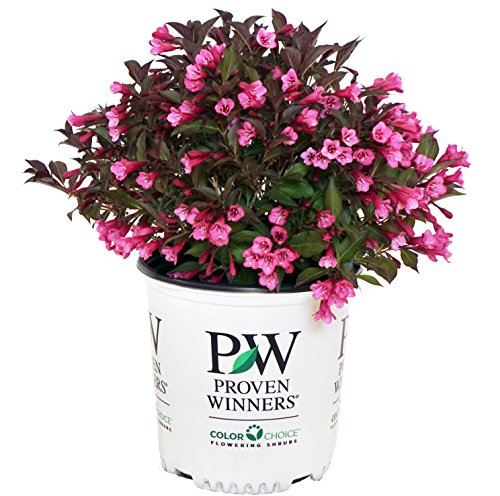 A potted Weigela plant with dark burgundy foliage and reddish-ppink flowers, branded with Proven Winners logo.