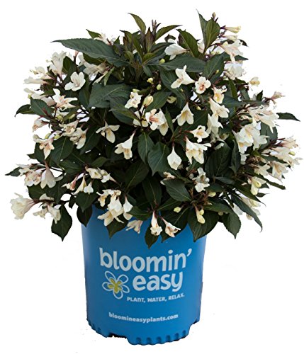 A potted Weigela plant with white flowers and purple-green foliage, labeled 'Bloomin' Easy'.