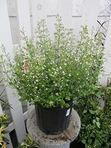 A potted White Cloud Lesser Calamint plant with visible green foliage and white flowers, displayed in a garden center environment.