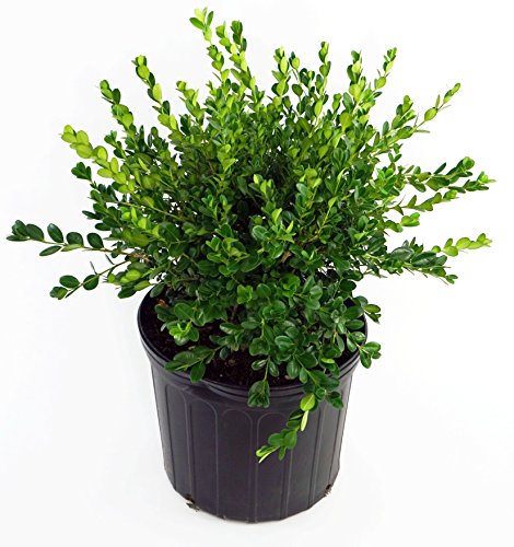 A potted Winter Gem Boxwood plant with dense green foliage.