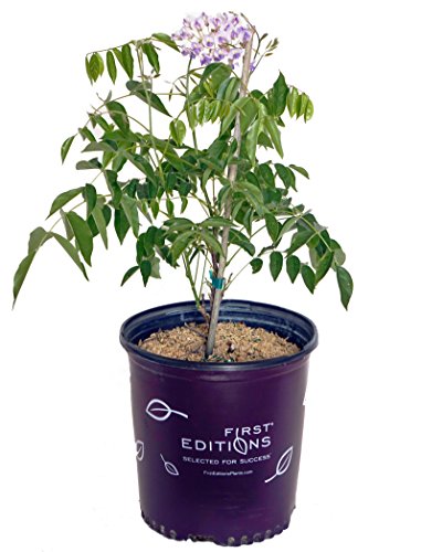 A potted Wisteria plant with purple flowers, labeled as 'First Editions' and indicated as a vine for arbors and pergolas.