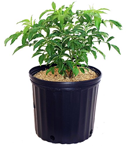 A potted York Elderberry plant with green leaves and shoots, ready for planting.