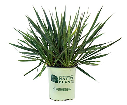 A potted Yucca plant with spiky green foliage and no flowers, labeled with the brand American Beauties Native Plants.