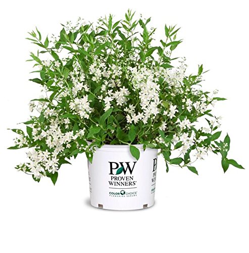 A potted Yuki Snowflake Deutzia plant with white flowers, branded with Proven Winners label.