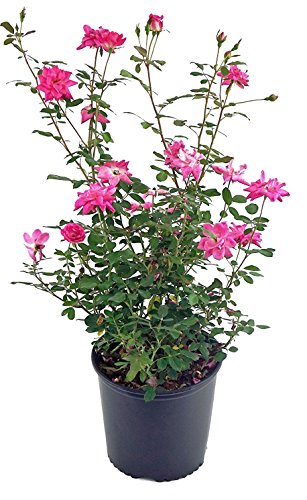 A potted Zephirine Drouhin climbing rose with pink flowers and green foliage.