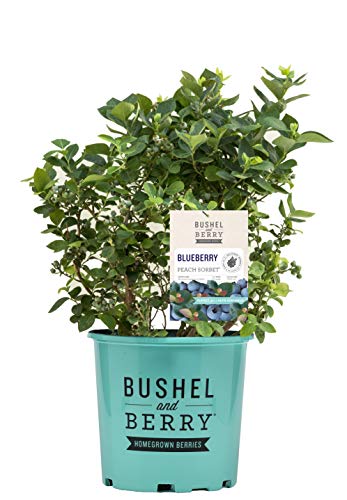 A potted blueberry plant with green leaves, branded with 'Bushel and Berry', ready for planting.