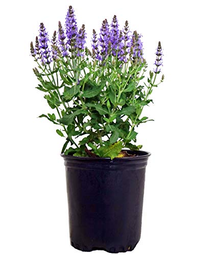 A potted perennial plant with deep green foliage and tall spikes of blue flowers.