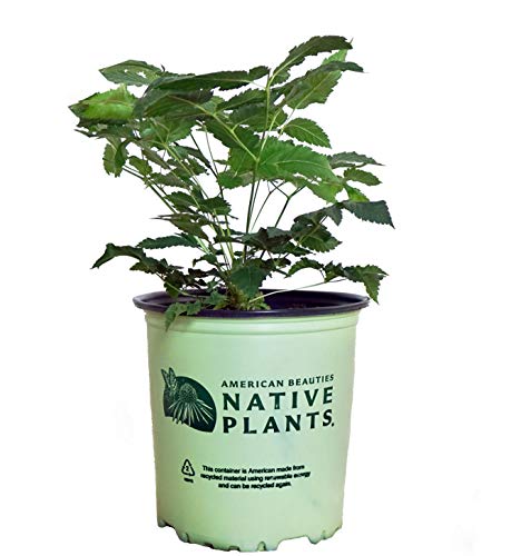 A potted plant labeled 'American Beauties Native Plants' with green foliage and white flowers.