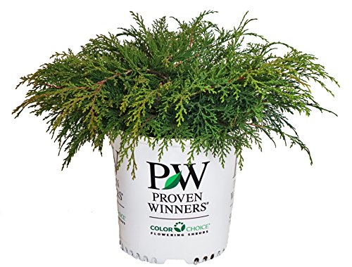 A potted plant labeled Celtic Pride Siberian Cypress from Proven Winners, displaying dense green foliage.