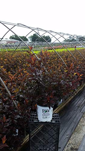 A potted plant labeled 'Ginger Wine' with orange-burgundy foliage, grown by Proven Winners, placed on a rack outdoors.