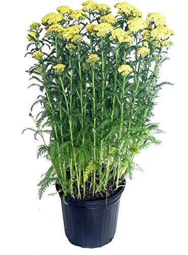 A potted plant of 'Sunny Seduction' Yarrow with sturdy columnar stems and large heads of butter-yellow flowers, surrounded by fern-like deep green foliage.