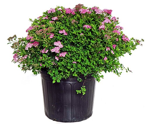 A potted plant with blue-green foliage and pink flowers, identified as Little Princess Spirea, ready for planting.