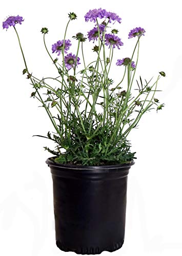 A potted plant with blue flowers and gray-green foliage, identified as Scabiosa caucasica 'Butterfly Blue', suitable for planting in USDA Zone 3-8.