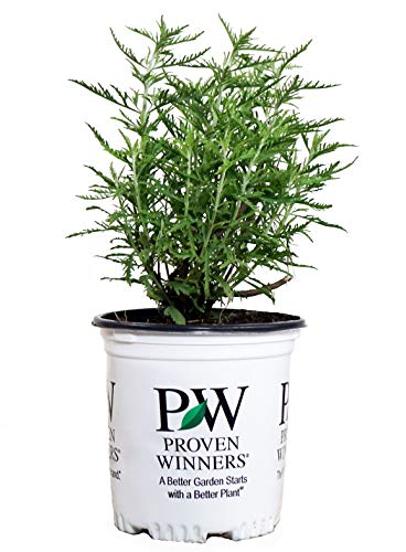 A potted plant with bright sky blue flowers, identified as Denim 'n Lace Russian Sage, in a container with the brand name Proven Winners.