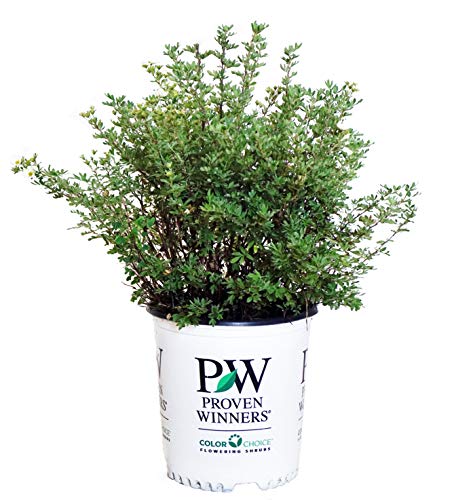 A potted plant with dark green foliage, pot labeled with 'Proven Winners', indicating the brand.