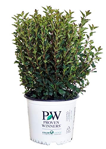 A potted plant with dark red foliage and white flowers, labeled 'Proven Winners', suitable for landscaping.