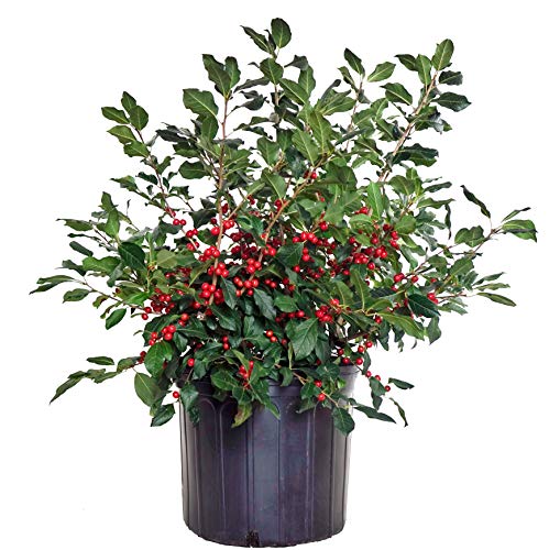 A potted plant with green foliage and red berries, identified as Red Sprite Winterberry.