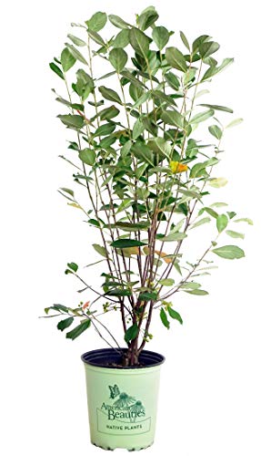 A potted plant with green foliage and small white flowers, labeled as Brilliantissima Red Chokeberry.