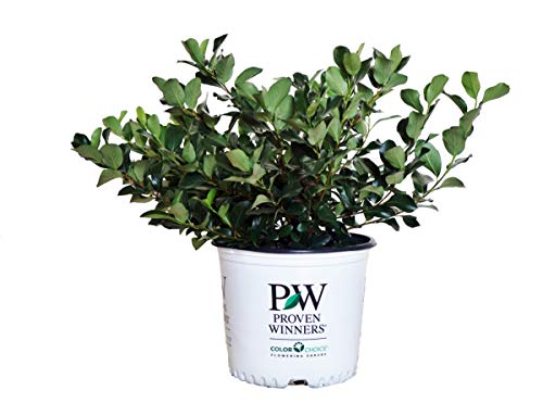 A potted plant with green foliage and white flowers, labeled with the Proven Winners brand.