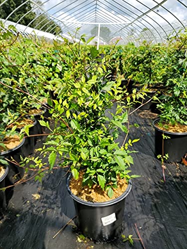 A potted plant with green foliage, presumably the Flamenco Trumpet Vine before it blooms in red and orange colors.