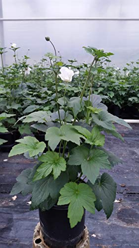 A potted plant with mounding foliage and white flowers, likely an anemone variety, but not certain.