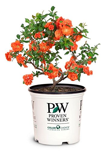 A potted plant with orange flowers, identified as Double Take Orange™ Quince, against a white background with branding text.