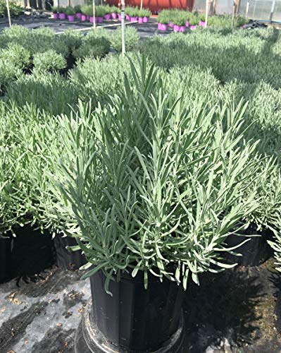 A potted plant with slender green foliage, likely lavender, displayed in a nursery setting.