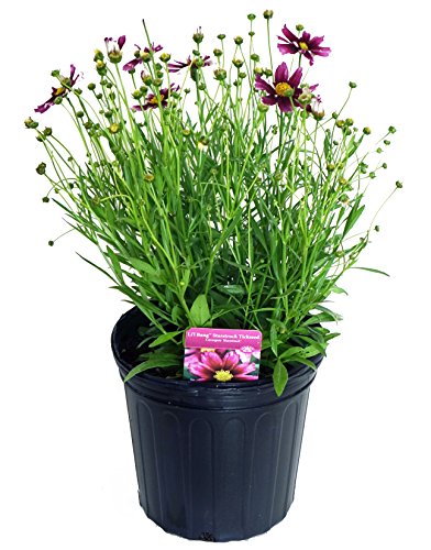 A potted plant with star-shaped flowers and green foliage, labeled as 'Starstruck Tickseed' by Green Promise Farms.