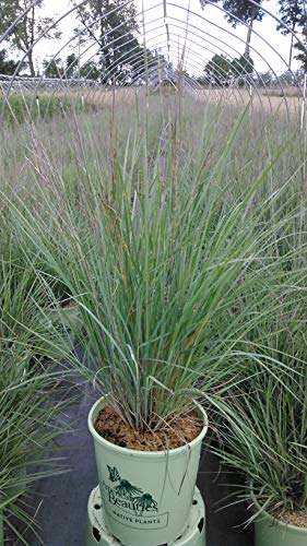 A potted plant with tall blue-green grass-like foliage, part of the Little Bluestem species, displayed in a nursery setting.