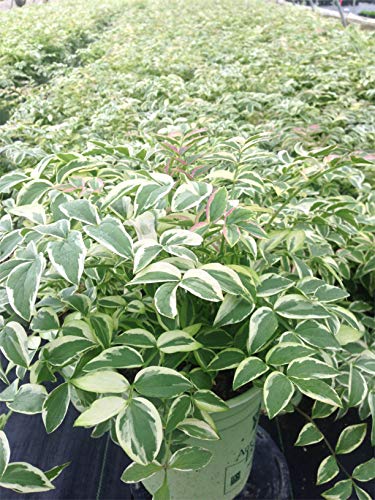 A potted plant with variegated leaves consisting of green and white, with no flowers visible.