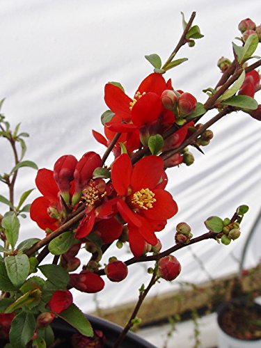 A potted plant with vibrant scarlet red double flowers, likely a Chaenomeles species commonly known as quince.