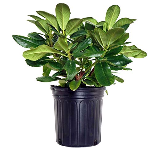 A potted rhododendron plant with green foliage.