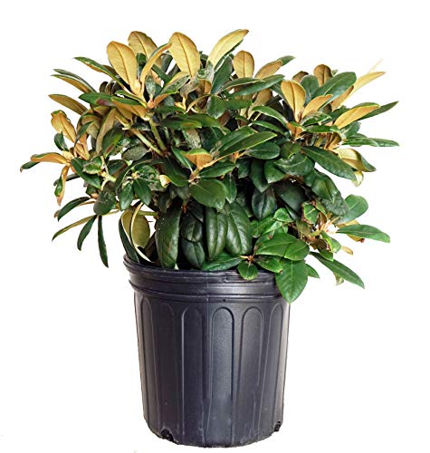 A potted rhododendron plant with green foliage and ball-like trusses of pink flowers.